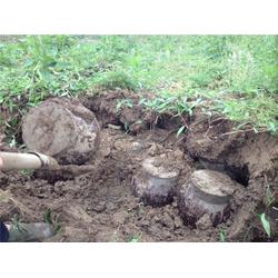 哪里可以買到地窖酒 地窖酒 歡迎您來品嘗客泉醇酒廠批發(fā)